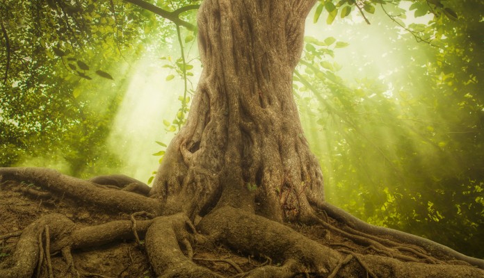 Baum im Licht